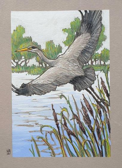 A small artwork of a grey heron taking off with a little landscape background with a lake, distant trees and reeds in the foreground.
Grey Herons are unmistakeable tall birds with long legs, a long beak and grey, black and white feathers. They eat fish, but also small birds and small mammals like voles and amphibians.
An original art work, please note that the frame is not included.
Colour pencil and mixed media on acid free toned artist paper
5 by 7 inches (12.7 by 17.8 cm).