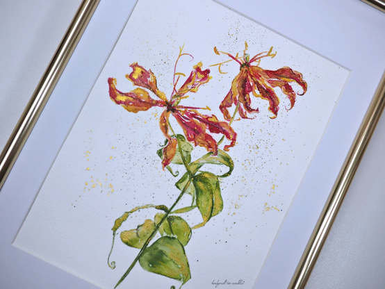 auf 20x30cm gerahmtes Aquarell mit Motiv Rispe einer Gloriosa (bizarr blühende Blüte), nähere Aufnahme