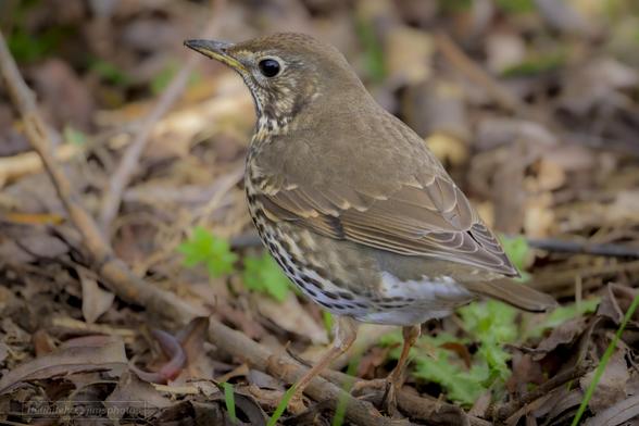 The Redwing is usually a winter visitor and is the UK's smallest true thrush. Look for the creamy strip above its eye and the orange-red flank patches. They roam across the UK's countryside, feeding in fields and hedgerows, rarely visiting gardens, except in the coldest weather when snow covers the fields.