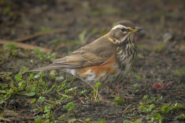 The Redwing is usually a winter visitor and is the UK's smallest true thrush. Look for the creamy strip above its eye and the orange-red flank patches. They roam across the UK's countryside, feeding in fields and hedgerows, rarely visiting gardens, except in the coldest weather when snow covers the fields.