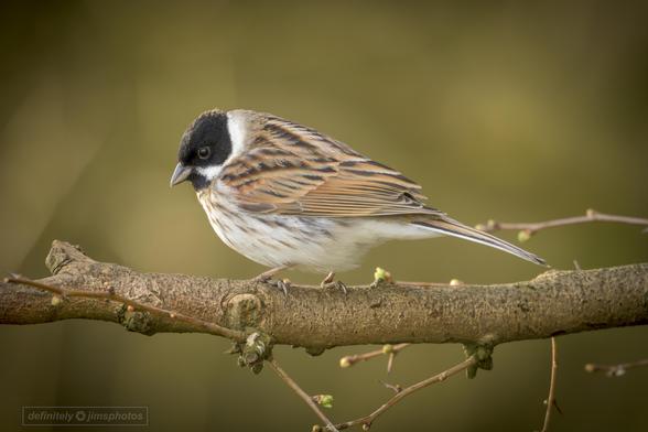 Reed Buntings are sparrow-sized but slim, with a deeply notched tail. The male has a black head, white collar and a drooping moustache.