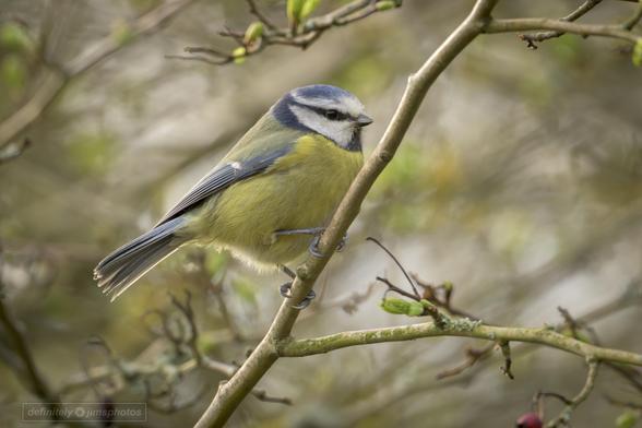 a small blue yellow black and white bird