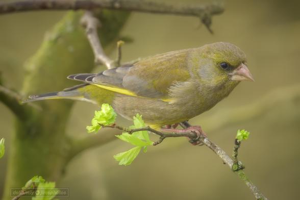 an olive green bird perched on a branch