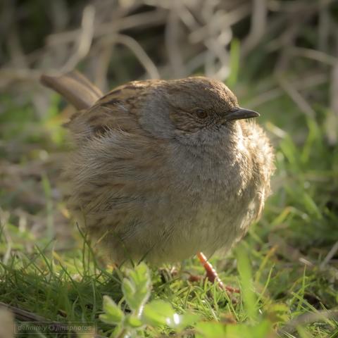 a small brown bird