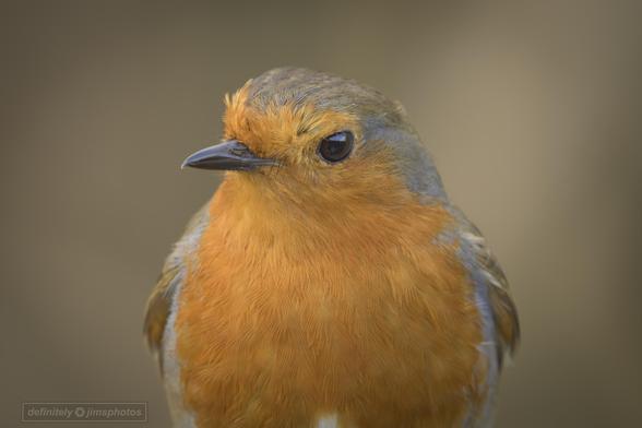 a close up photo of a small bird with a red breast