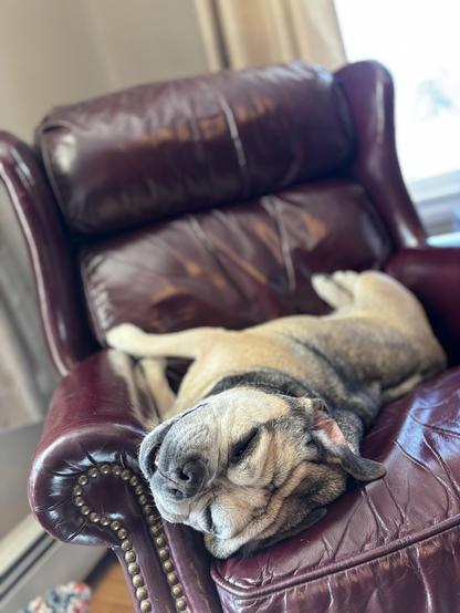 Lucy, laying on her back in a maroon leather chair. Her eyes are mostly closed and she is smiling.
Lucy is a pug, beagle, and bulldog mix. We adopted her about four years ago.