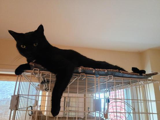 A black housecat lounges atop her cage
