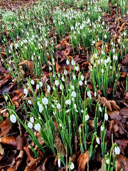 Snowdrops growing in a Scottish woodland in Spring.
