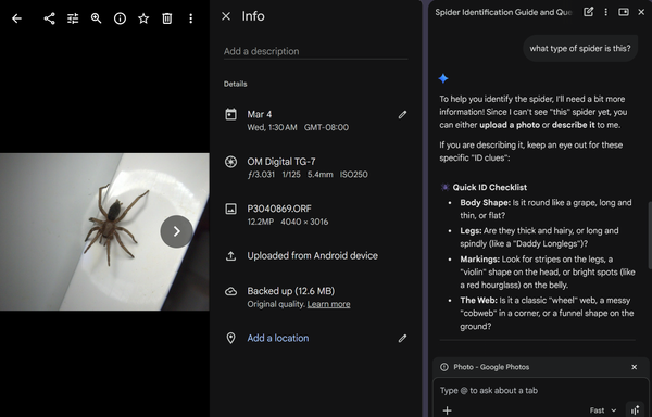 Screenshot of google photos open in google chrome with the google gemini sidebar open. I asked what kind of spider this is, but apparently it can't see the photo of the brown spider I have open, and wants me to answer a bunch of questions about it instead.
