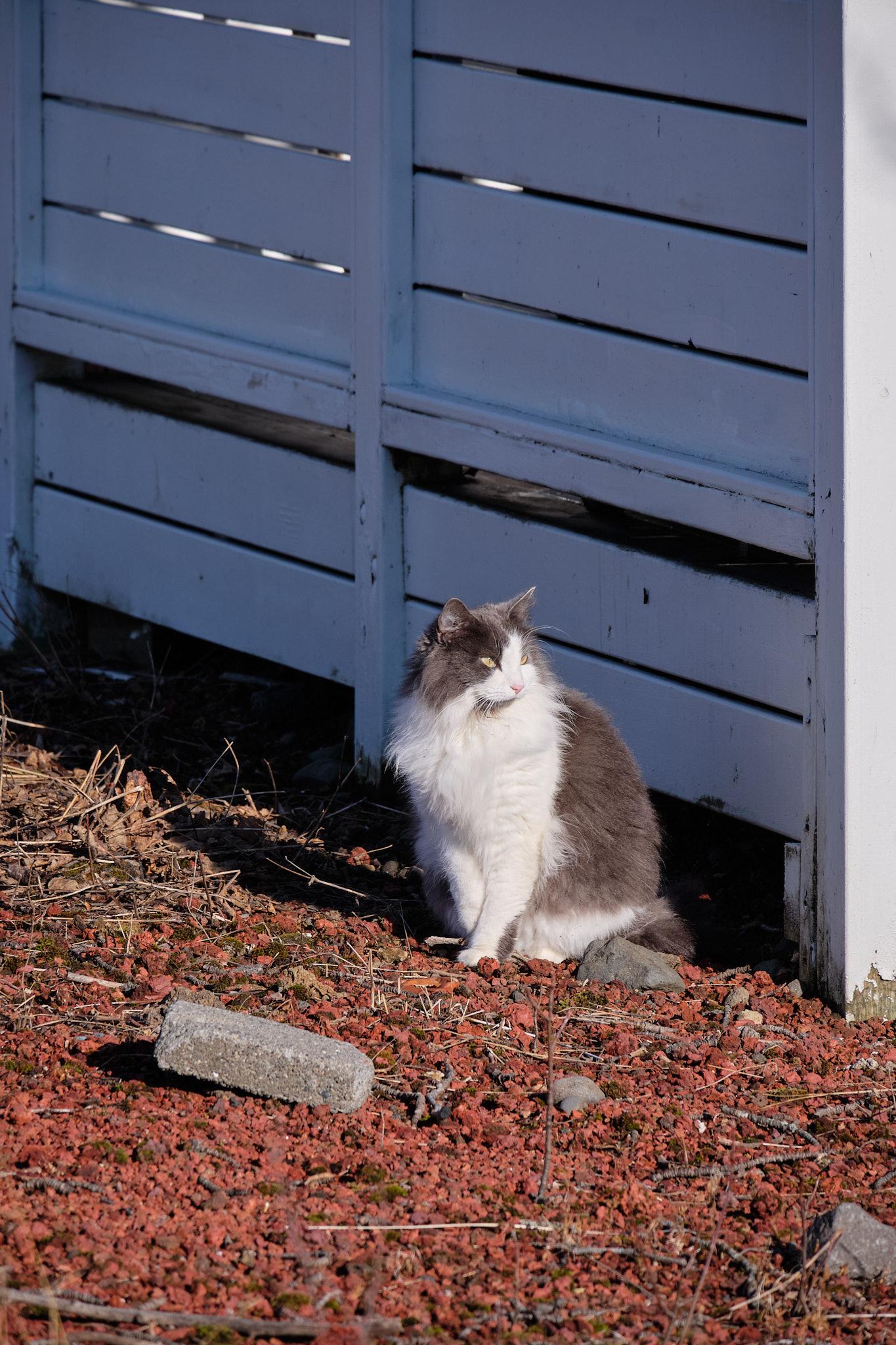 Grása, a very fluffy grey and white cat, sits by a timber fence. Unseen is the bird feeder that hangs well above her reach.