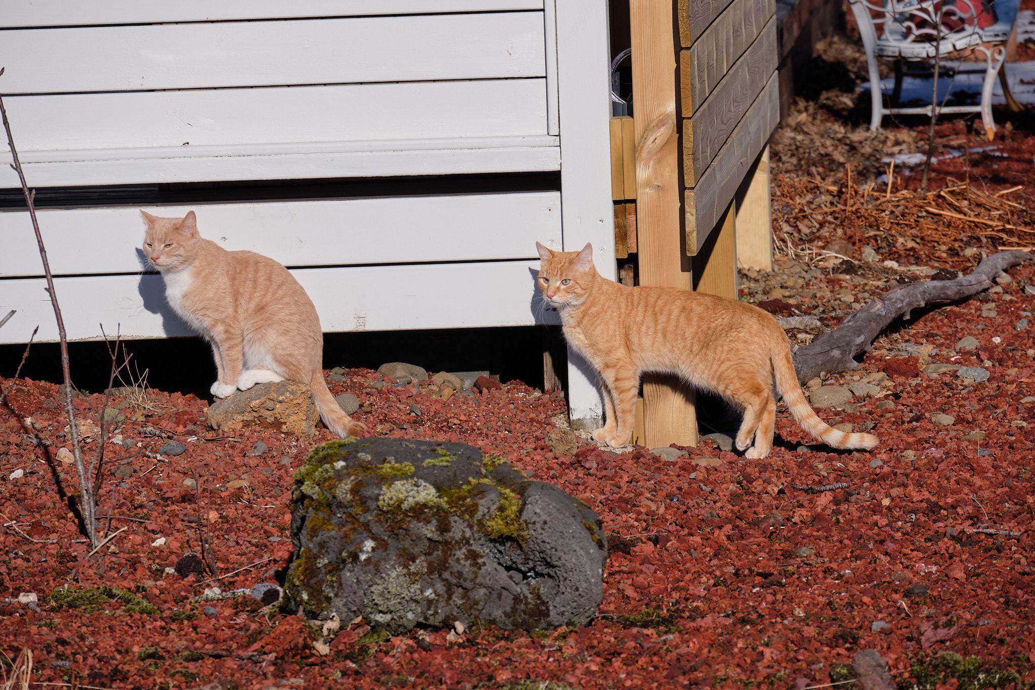 These two ginger cat siblings arrived in the neighbourhood a year ago. They live across the street from the house with the bird feeder.