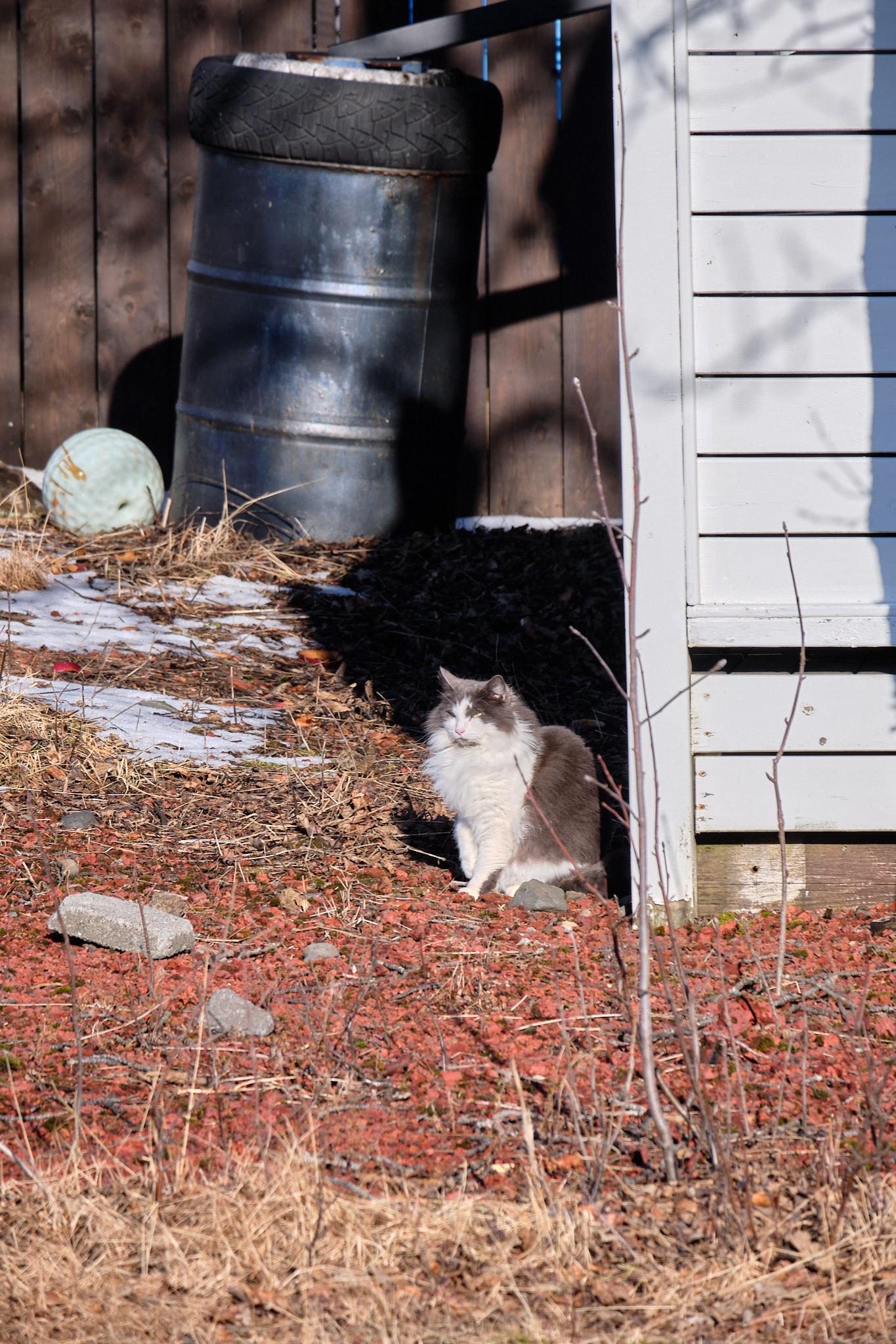 Another photo of the cat Grása who is relaxing in the sun.