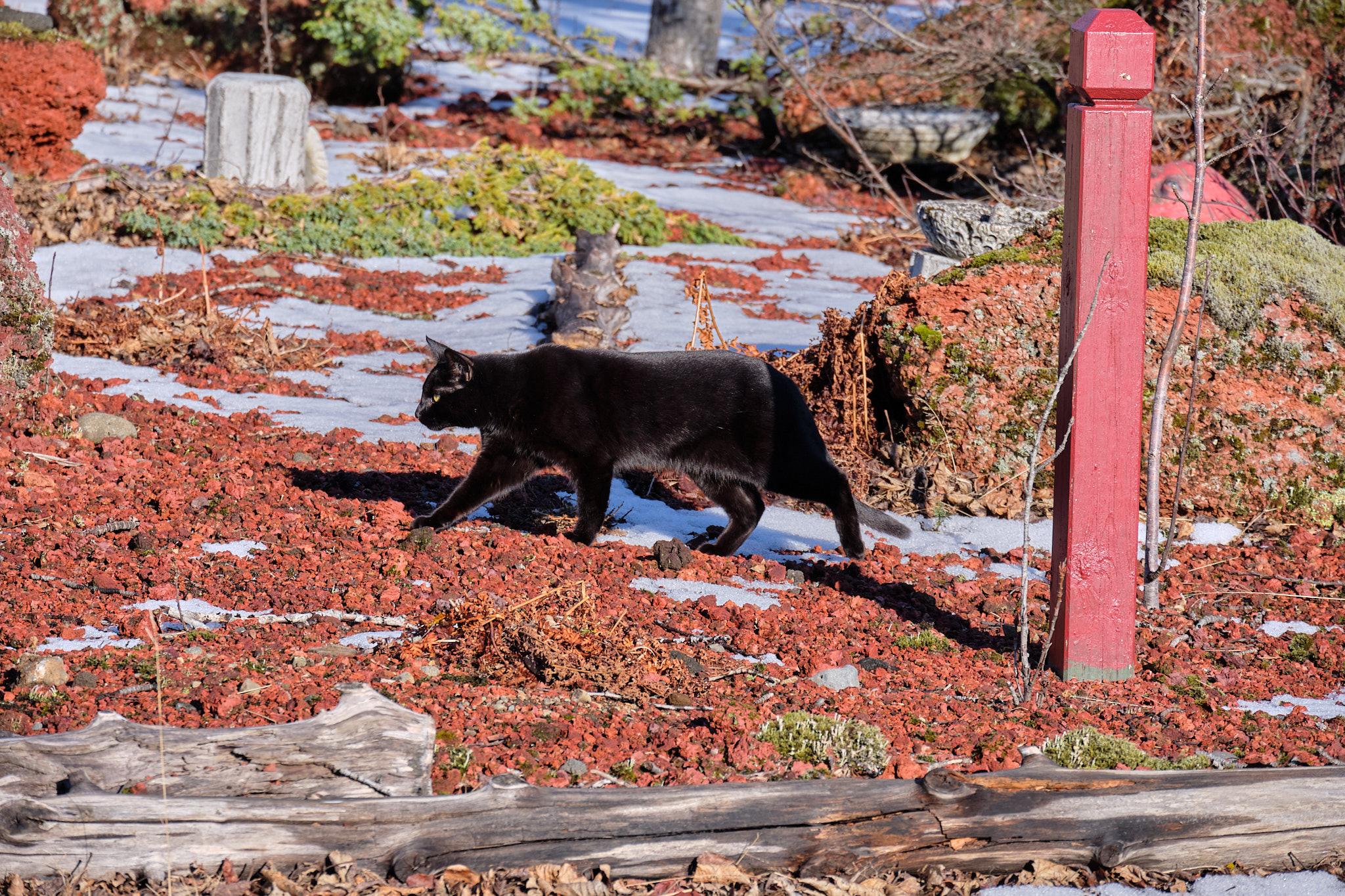 This black cat also lives in this same street and is also coming out for a longing gaze at the birds feeding.