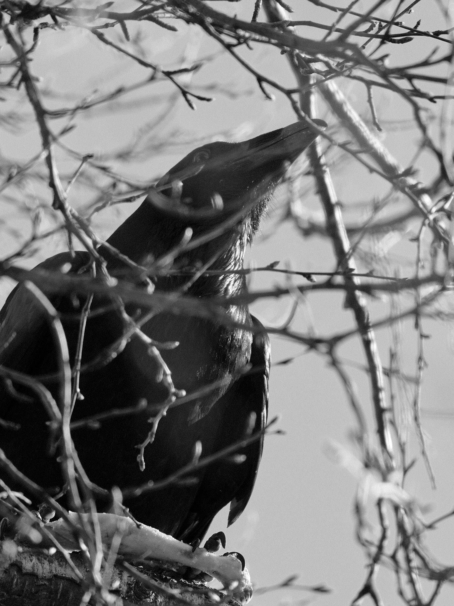 A raven with a sheep's jaw in its claws, as seen in black and white through some branches.