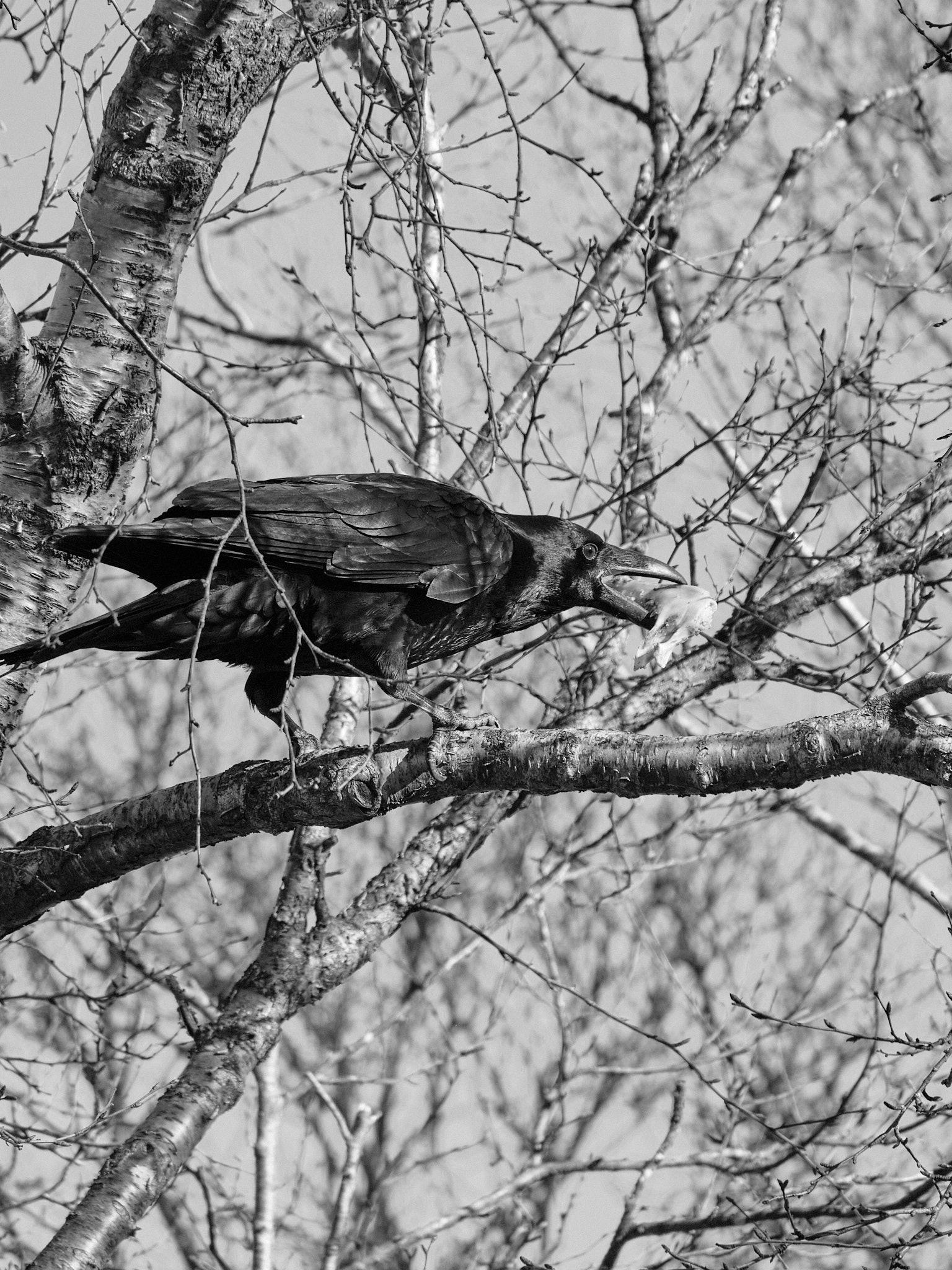 The raven now has the jaw in its beak, trying to reposition it.