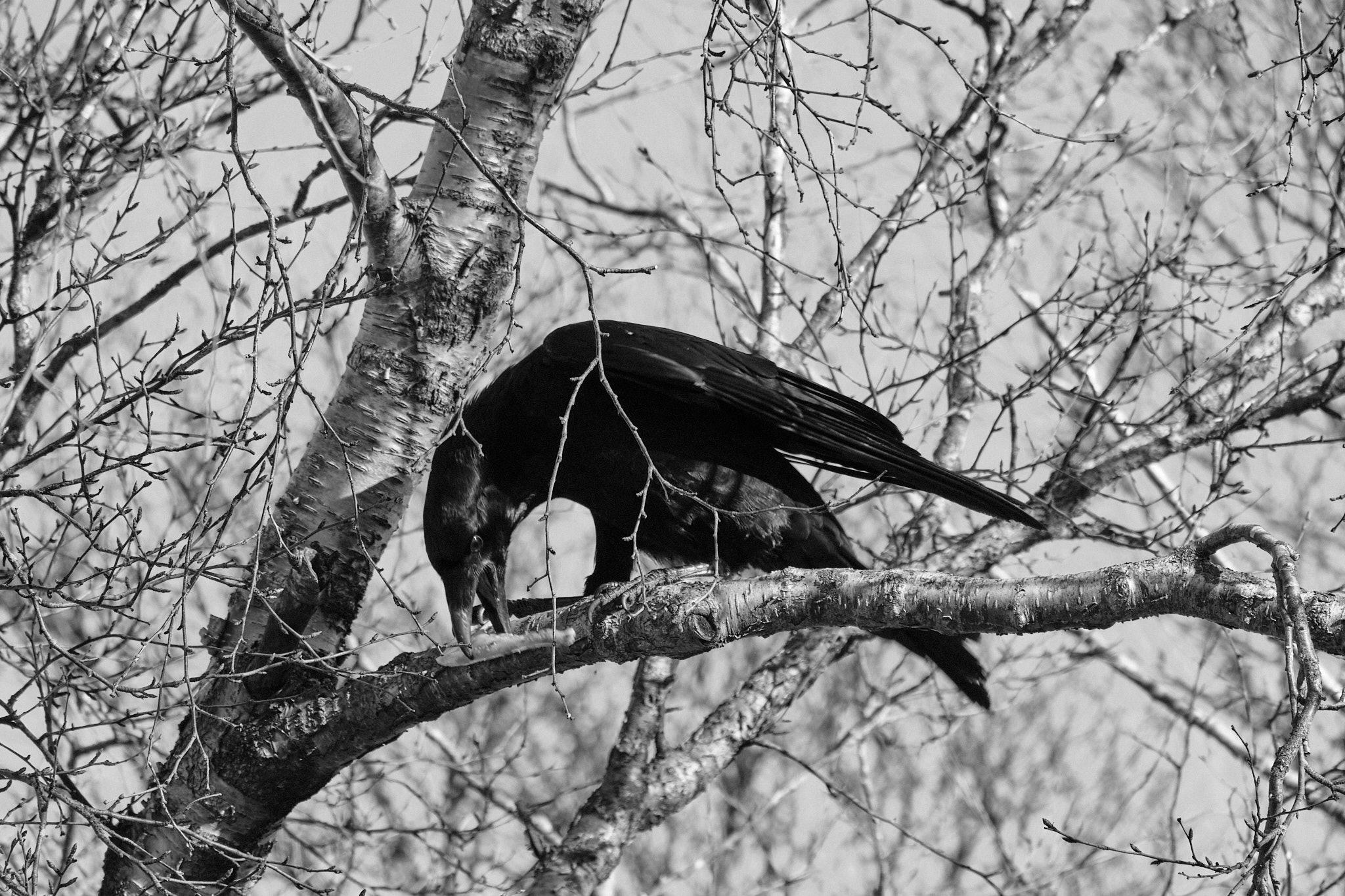 The raven, on the tree branch, looks like it's having fun picking at the jaw.