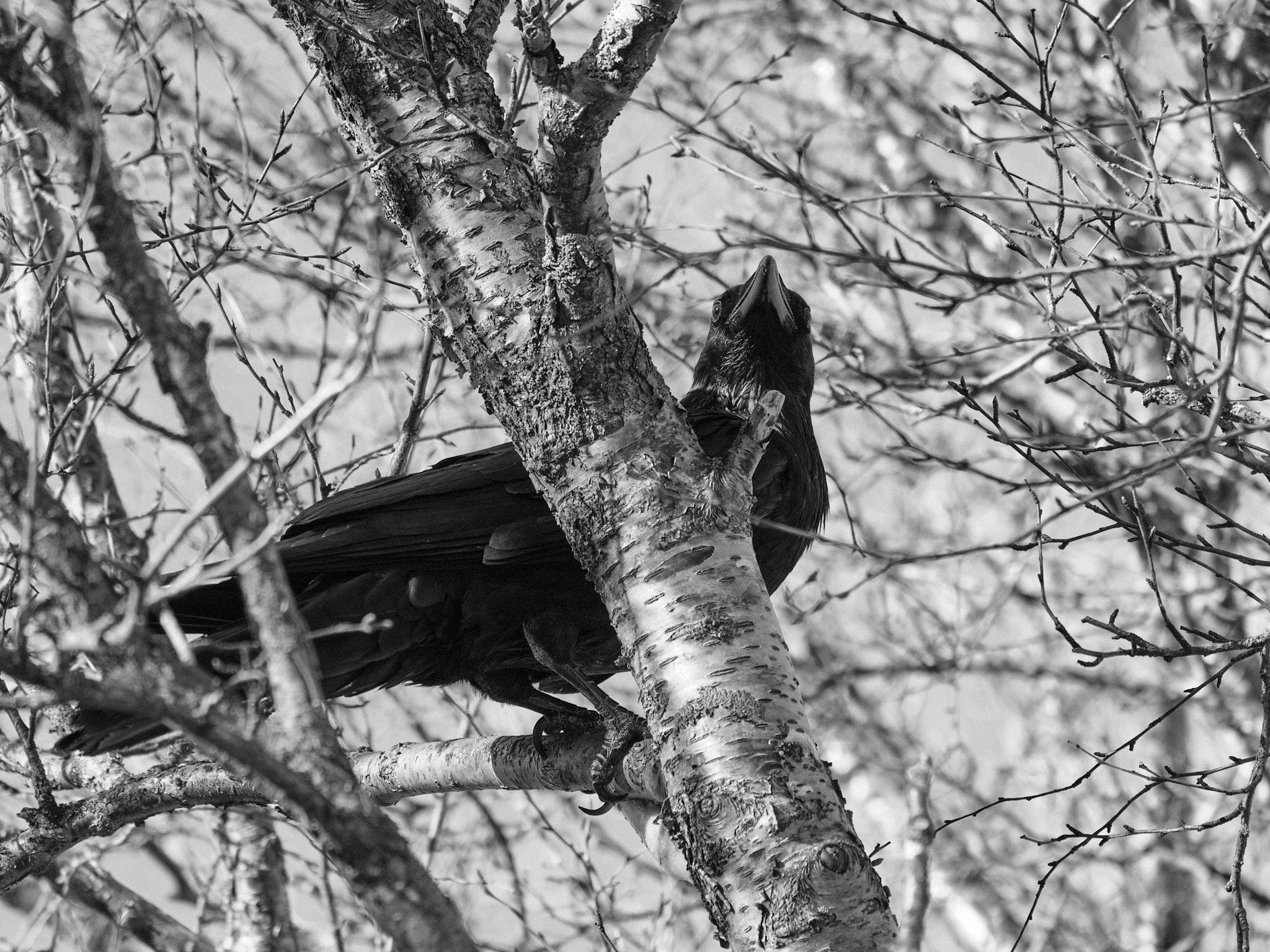 A raven inspecting the surroundings to see if it's safe to swoop down and pick up the jawbone it just dropped
