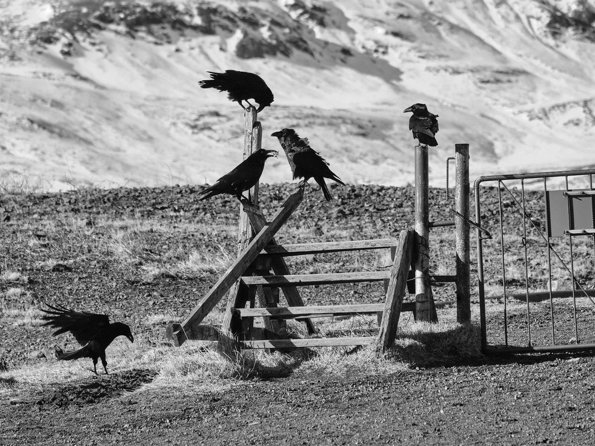 A bunch of ravens hanging out on steps over a fence. The fence is long gone, but the gate and the steps are still there.