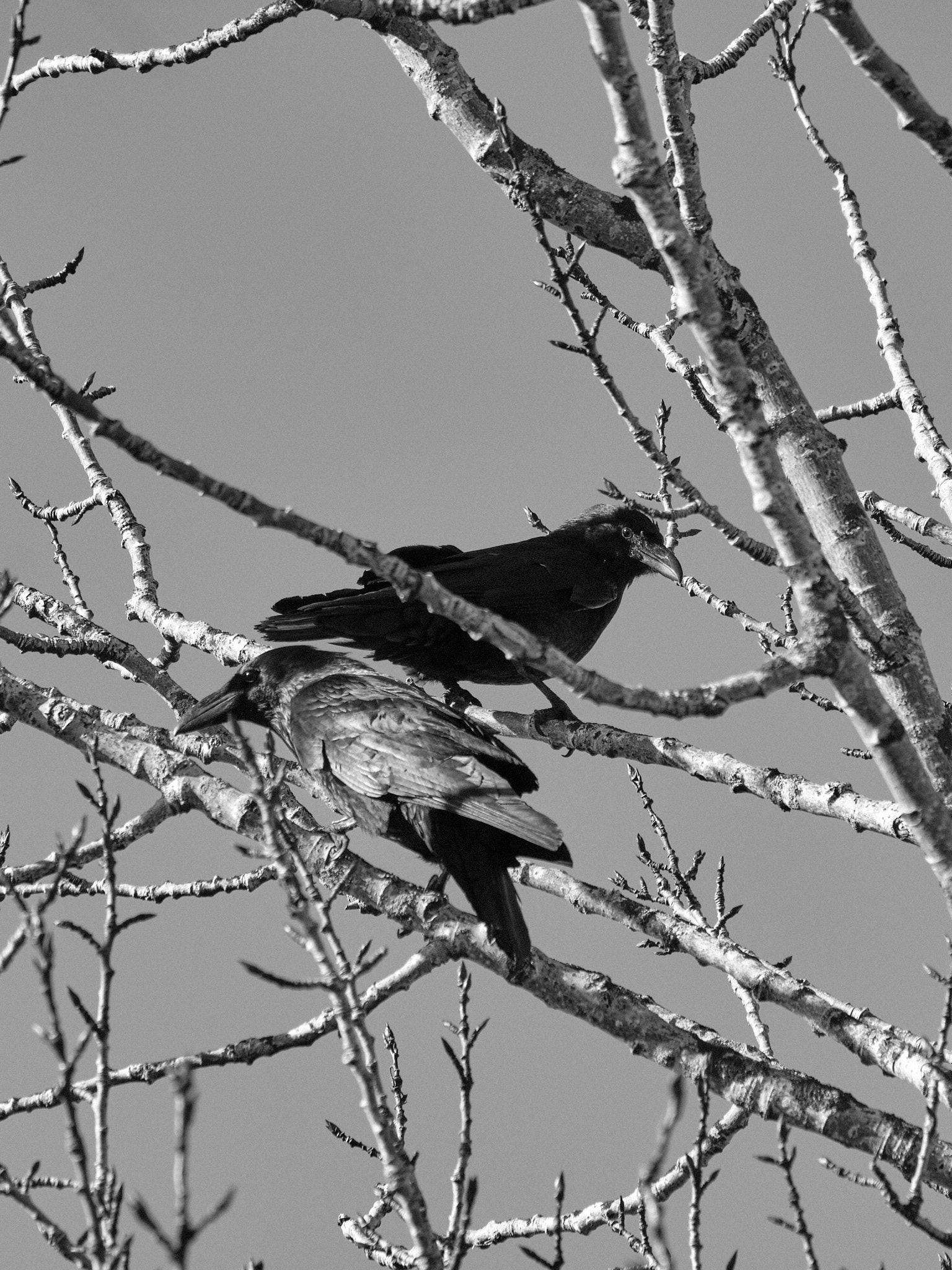 Two ravens in a tree, glowering at the photographer