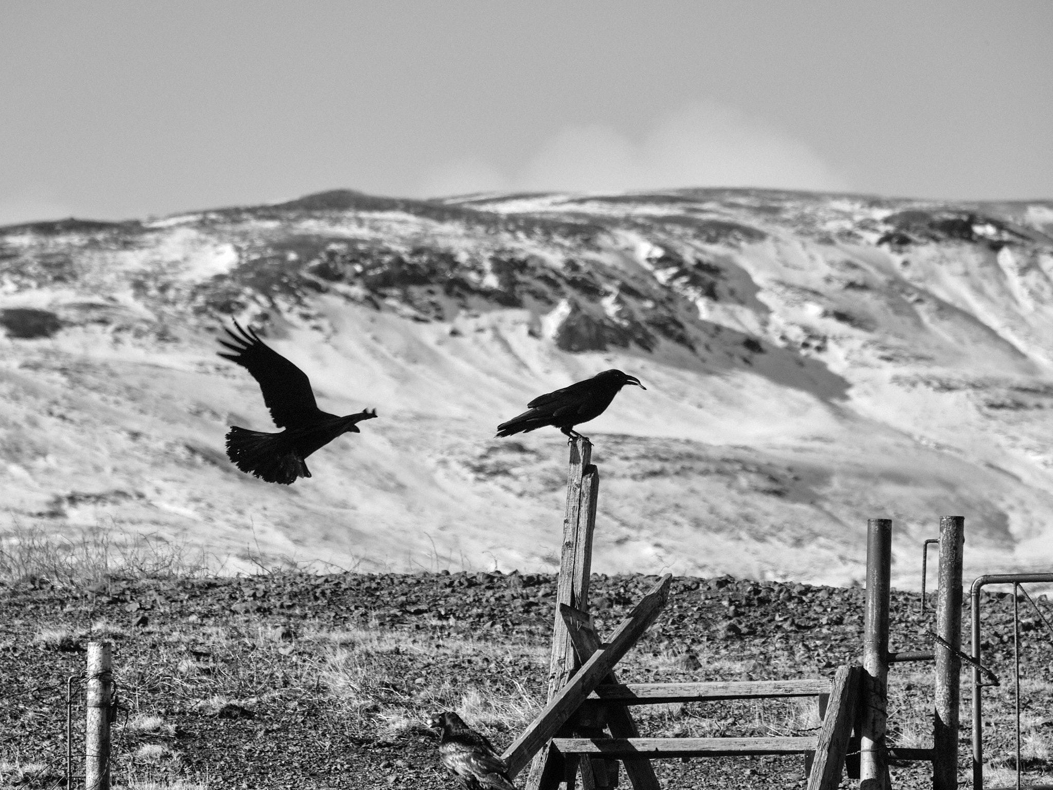 A raven on a fence post and another flying behind it
