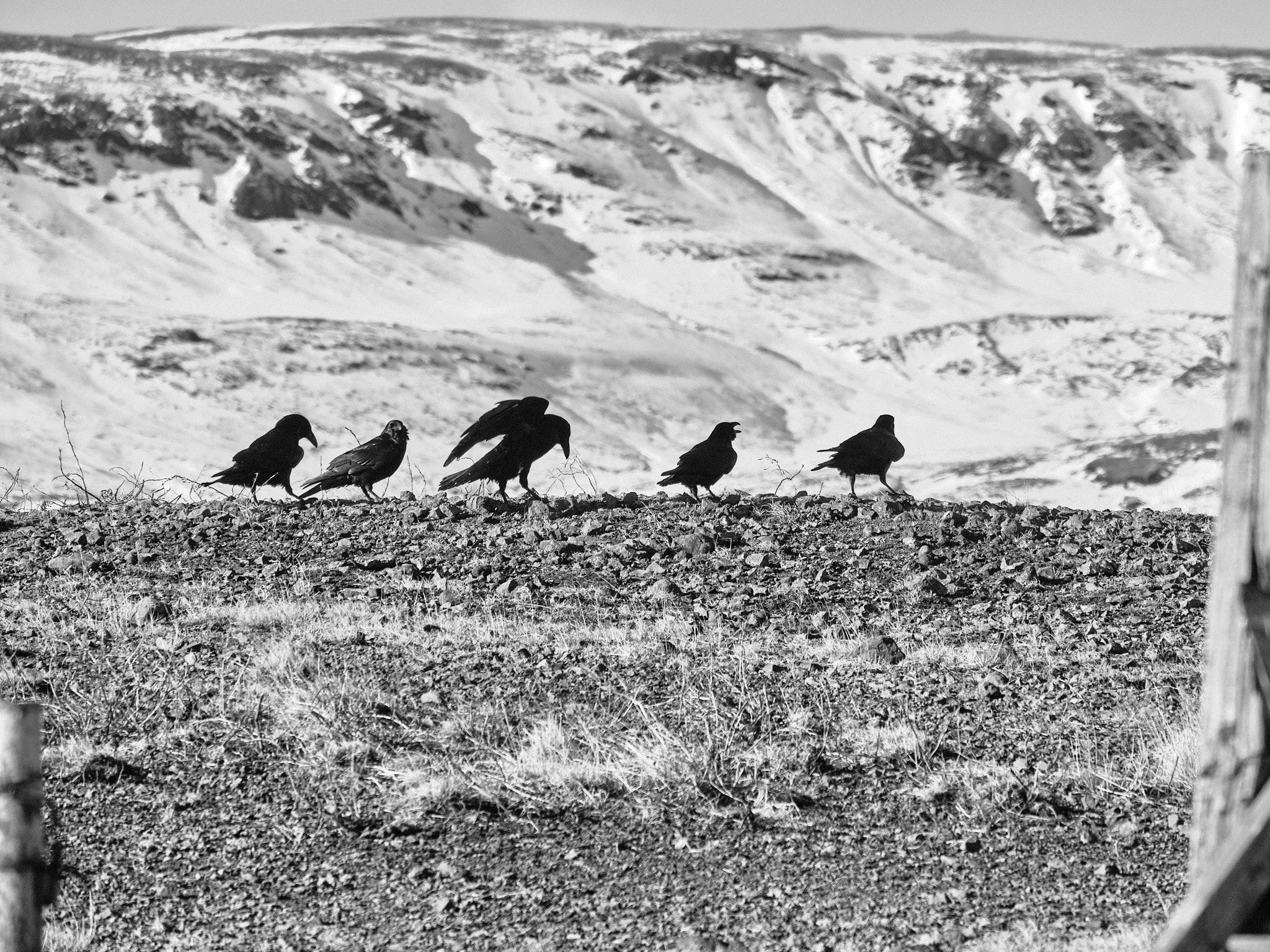 Five ravens all lined up in a row on a hill.