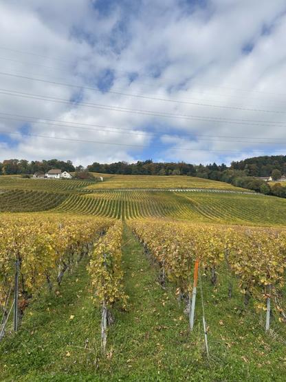 The Vineyards Near Luins