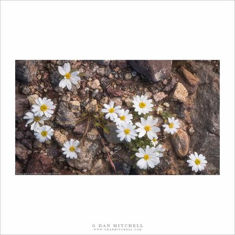 Desert star flowers, Death Valley