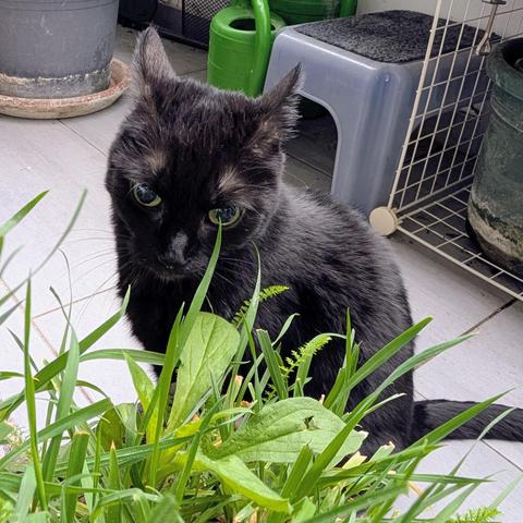 Foto von der 14 Jahre alten schwarzen Katze Neera die vor einem Balkonkasten mit Gras und Kräutern sitzt und aussieht als ob sie überlegen würde welcher Halm wohl am besten schmeckt.