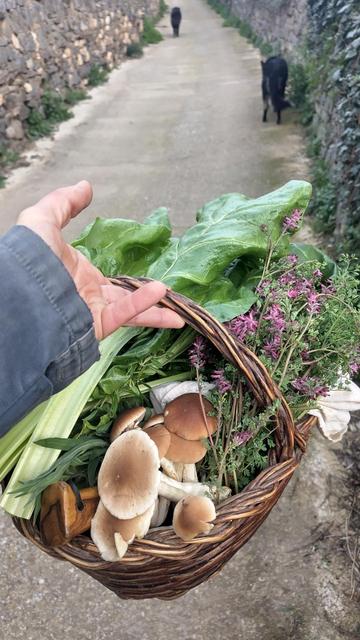 Una carrerada amb dos gossos caminant de fons. En primer pla, un cistell amb bledes, herbes i bolets.