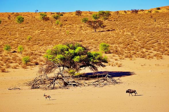 Kalahari desert, an oryx and a wildebeest are walking to a waterhole.
