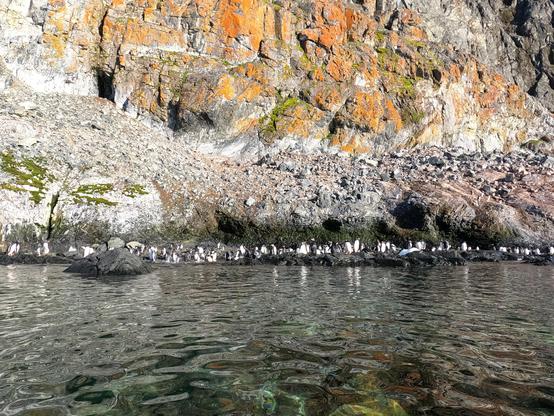 Penguin rookery in front of a wall, shallow water in front