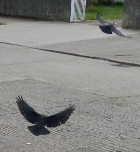 2 jackdaws on back road one landing gor a cracker and one taking off with a cracker.