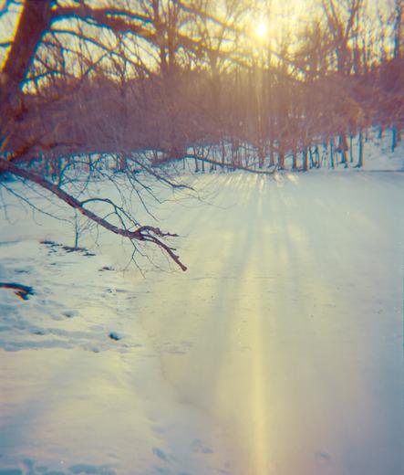 The sun shines through trees, casting long shadows on a frozen lake. There's another tree in the foreground.