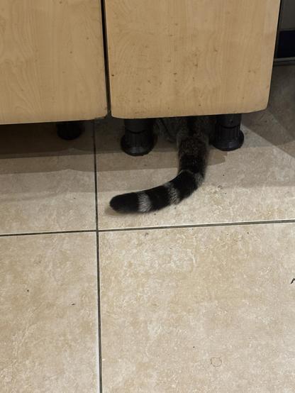 La queue d’Ezechiel dépasse de sous un meuble de la cuisine (une souris se tapirait elle derrière le lave vaisselle ?)
