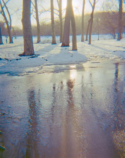 The sun shines through trees in the snow, which are reflected on wet pavement