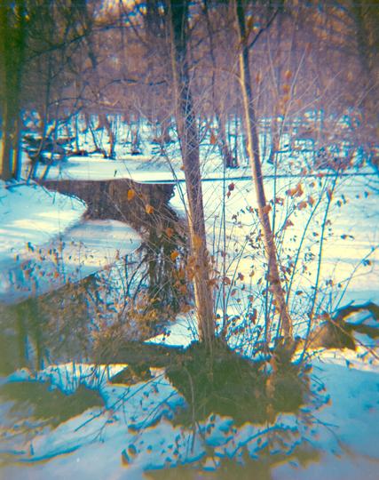 A small tree with dry yellow leaves in a snowy landscape, in front of a small stream.
