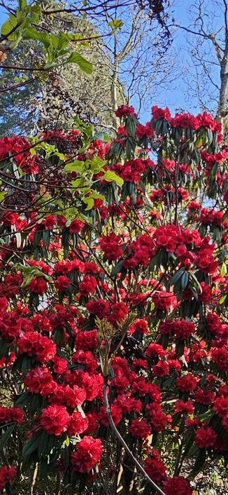 Rhododendron stridgillosum