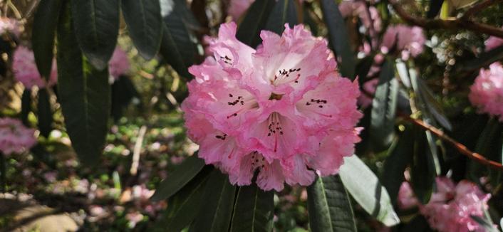 Rhododendron arboreum roseum.