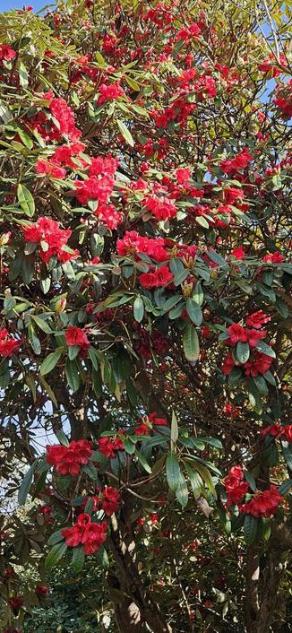 Rhododendron Choremia.