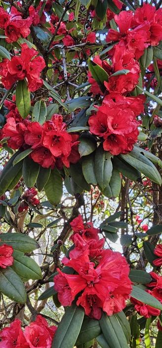 Rhododendron Portia.