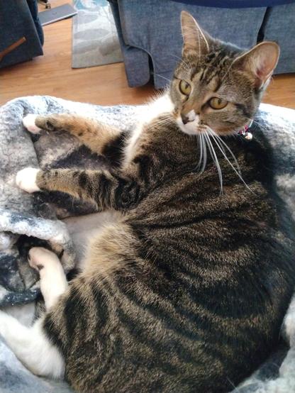 Our brown tabby cat with white markings, named Pax, is lying on her side in her cozy nest of grey and white blankets on top of a low cat tower. All four legs are stretched out straight in front of her. Her long white whiskers adorn her face.
