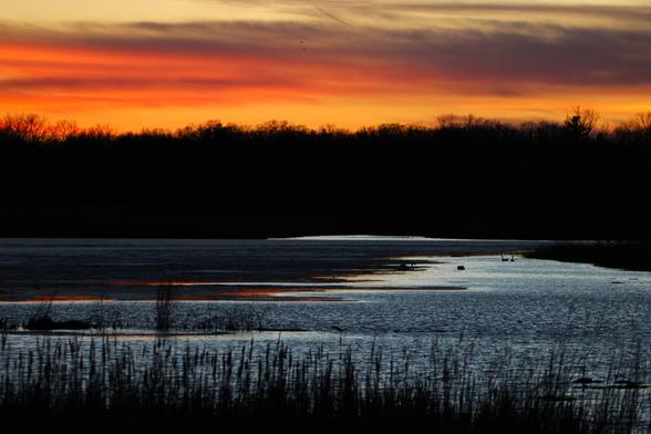 Sunset photograph of orange clouds over a treeline over a lake reflecting the light with cattails in the foreground.