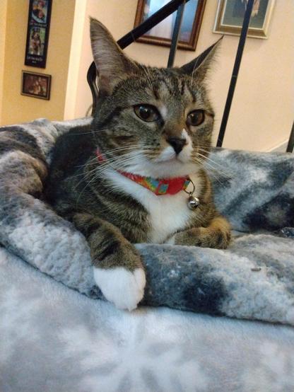 Lying cozily in her nest of grey and white blankets on top of a low cat tower by a stairway is Pax, our brown tabby cat with white markings. Her big amber-colored eyes are gazing to the right. One little white mitten is draped over the edge of the nest. A red and blue collar with a silver bell adorns her neck.