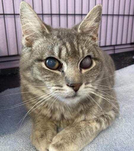 Photo of a 6-month-old gray tabby cat (Nimbus), lying on a blue blanket and looking coyly at the camera. His right eye is slightly hazy, and his left eye is opaque in the central half.