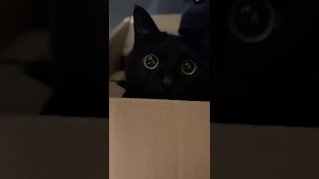 A cute black cat that wants to play.