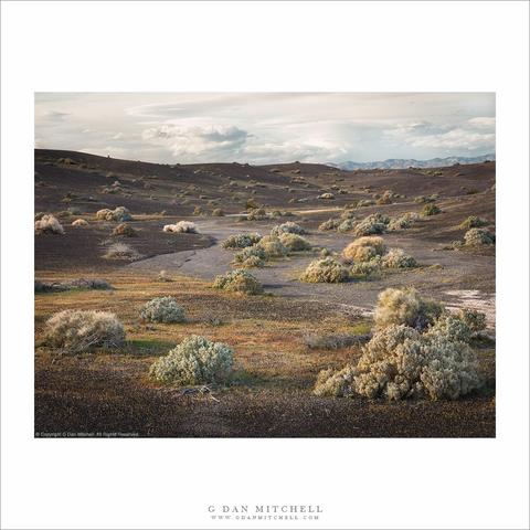 Desert plants