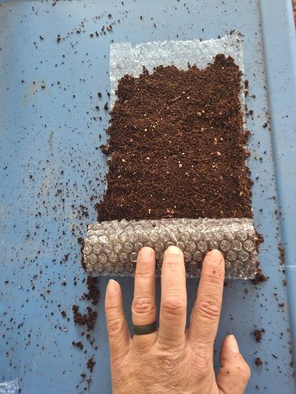 We start to roll our seed snail up