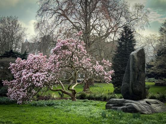 A grassy area with a low and wide blossom tree on the left with multiple boughs spreading up into branches. On the right is a narrow rock with a pointed end, like an obelisk, standing on a flat, wide rock beneath. Behind the rock is a short evergreen tree, and behind the blossom tree, in the middle of the photo, is a spreading tree with twisting branches and thousands of smaller twigs with leaf buds. A couple more trees and the end of a house can be seen in the distance. This, in my opinion, is the best view of The Dell.