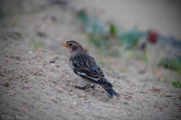 A photograph of a Snow Bunting (Plectrophenax Nivalis) on the sand of Winterton beach. Some small green vegetation is blurred in the background