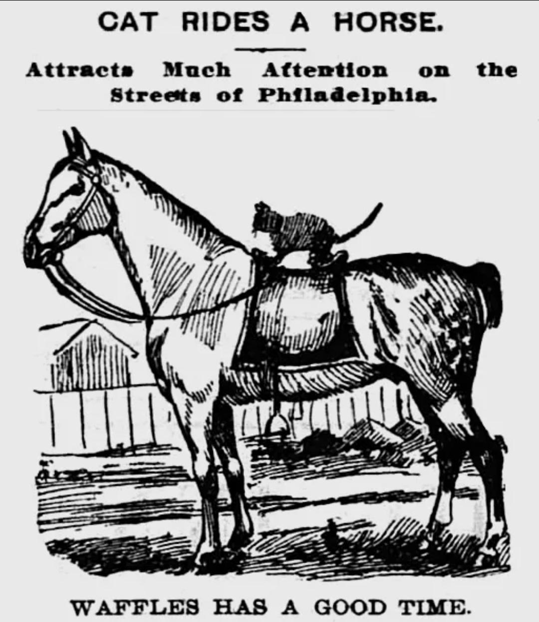A drawing of a cat on a horse. It says above the drawing, "Cat rides a horse.  Attracts much attention on the streets of Philadelphia." And below the drawing it adds "Waffles has a good time."
